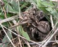 Lycosa tarantula